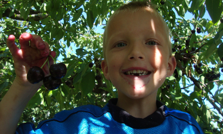 Fruit Tree Harvest